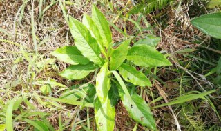 地胆头有什么功效 关于地胆头的好处介绍