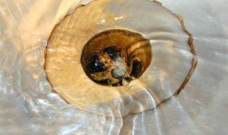 如何快速除臭味 除臭味的方法