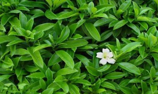 茉莉花什么时候开 茉莉花开花时间简述