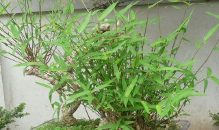 怎样挖竹根做盆景 如何制作茎竹盆景