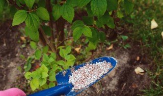 种田施肥方法 科学施肥你可以这样做