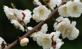梅花的特点和精神 一起来看看吧