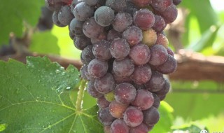 葡萄的营养价值和功效 葡萄的功效介绍