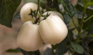 人参果的营养价值及功效 人参果的营养价值及功效有哪些