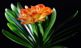 君子兰用什么土栽培最好 君子兰适宜的土简述