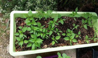 种菜用什么肥料最好 种菜用什么肥料比较好