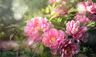 牡丹的寓意 牡丹的寓意及象征