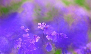 紫色的含义和象征 紫色的含义是什么