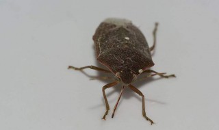 房子有臭虫怎么处理 如何应对房间的臭虫呢