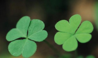 三叶草的寓意 三叶草代表什么意思