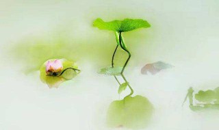 荷花发芽了怎么处理 这样处理最为正确