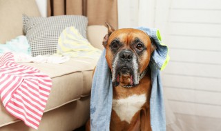 狗狗咬被子怎么处理 狗狗拆家处理方法分享