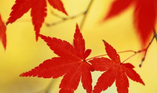 枫叶的寓意 代表了什么意思