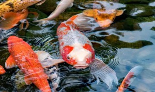 锦鲤的养殖方法 锦鲤的养殖方法是什么