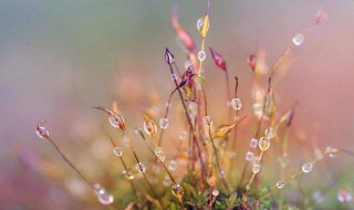 寒露诗词赏析 寒露诗词赏析列述