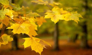 秋分是每年的什么时候 秋分是哪一天