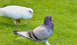 怎么挑选肥鸽子 挑选鸽子的6种方法