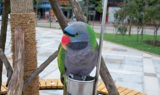 第一次养鹦鹉怎么挑 有什么挑选鹦鹉的技巧