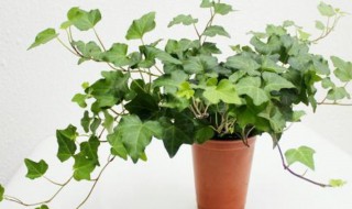 常春藤种子种植方法 常春藤种子如何种植