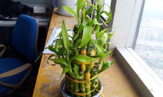 富贵竹放在家里那个位置招财 摆对位置才能养好旺财