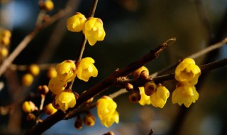 腊梅的养殖方法和注意事项 腊梅如何养殖
