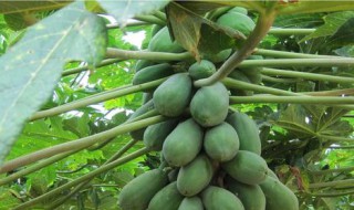 木瓜妈妈传播种子的方法是什么 主要有这些方法