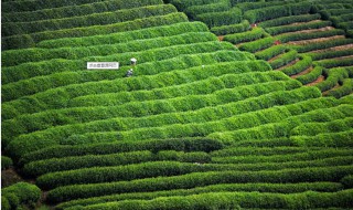四大名茶之一的龙井茶产自哪里？ 龙井茶产地
