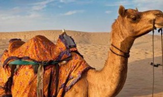 沙漠骆驼的驼峰是用来储存什么的? 沙漠骆驼的驼峰的作用