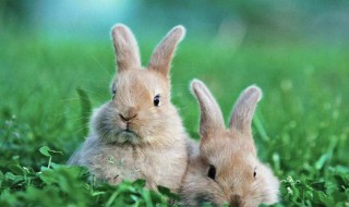 卯代表十二生肖的哪种动物 卯读作什么