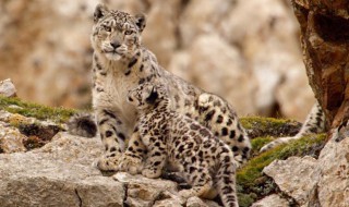 雪豹在我国主要分布于什么地区？ 雪豹介绍