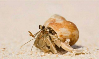 一生不用买房的海洋生物是？ 一起去看看吧