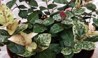 花叶络石的养殖方法和注意事项 你知道吗