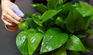 啤酒浇绿萝的正确方法 啤酒浇绿萝的正确方法是什么