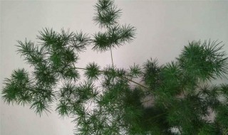 蓬莱松的养殖方法 大家要注意了