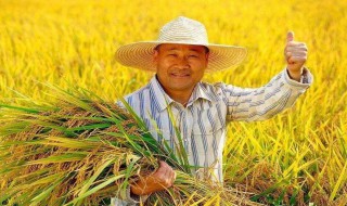 中国农民丰收节宣传语 中国农民丰收节宣传语有什么