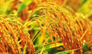 中国丰收节是哪一天 中国丰收节是什么时候