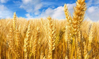 农民丰收节标语 农民丰收节标语有什么