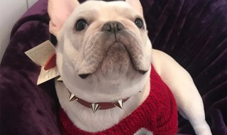 怎么挑宠物洁牙棒 一定要买对宠物有益处的洁牙棒