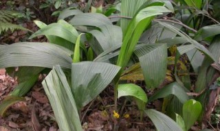 仙茅不适合哪种人群吃 仙茅的简介