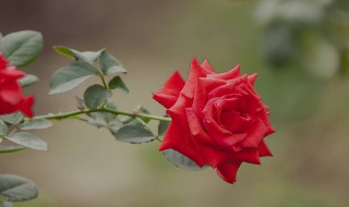 玖槐花插花技巧 玖槐花插花技巧是什么