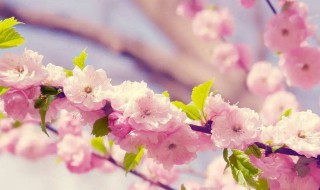 种樱花种子技巧 种樱花种子技巧是什么