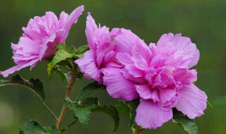 养木槿花的技巧 掌握这4点养护的小技巧花开满枝头