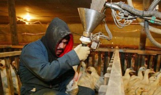 鹅肝怎么养出来的 鹅肝养殖技术