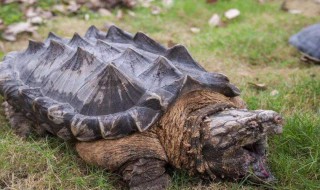 鳄龟怎么养长得快 养鳄龟方法