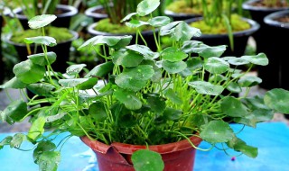 铜钱草怎么养比较茂盛 铜钱草如何养殖