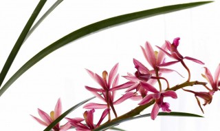 墨兰花怎么养 这样养护开花早