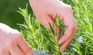 迷迭香怎么养 用什么盆养合适