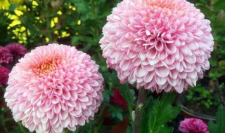 乒乓菊的养殖方法和注意事项 养殖乒乓菊需要注意什么