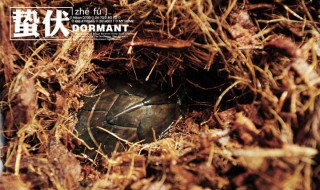 蛰伏是什么意思 怎么理解蛰伏