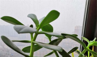 玉树上肥方法 上肥料的4种方法